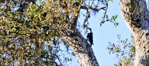 Woodpecker In Tree