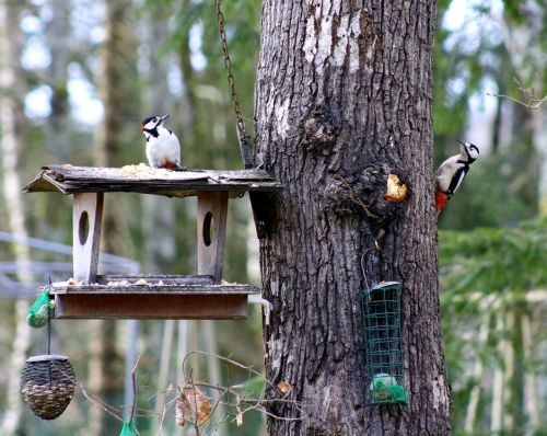 woodpeckers woodpeckers feeding pair of woodpeckers on tree feeder
