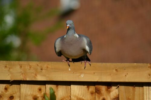 woodpigeon pigeon beak
