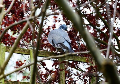 woodpigeon pigeon perched