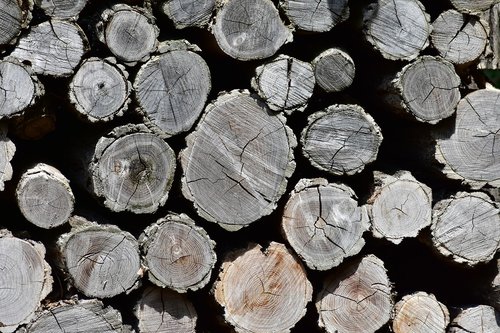woodpile  forest  trunks