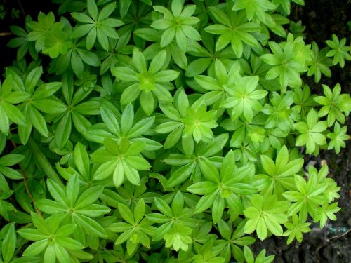 woodruff leaf green