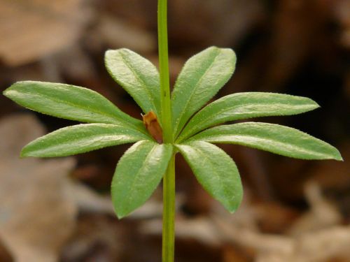 woodruff leaf stalk