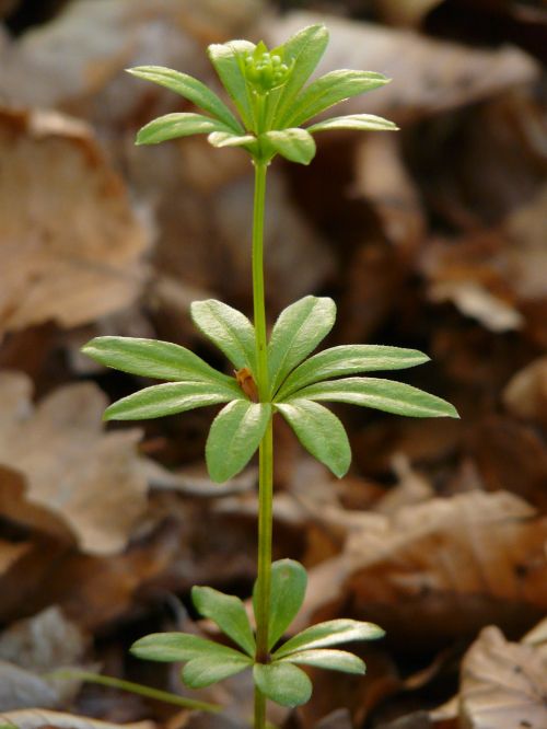 woodruff leaf stalk