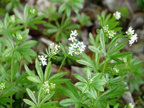 woodruff blossom bloom