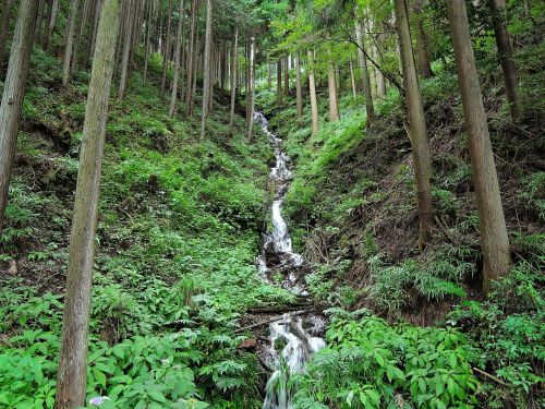 woods river waterfall