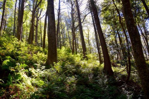 woods ferns sunlight
