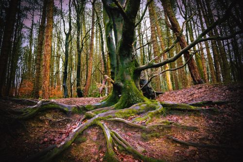 woods forest autumn