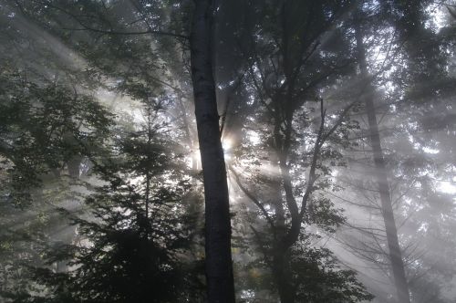 woods fog forest