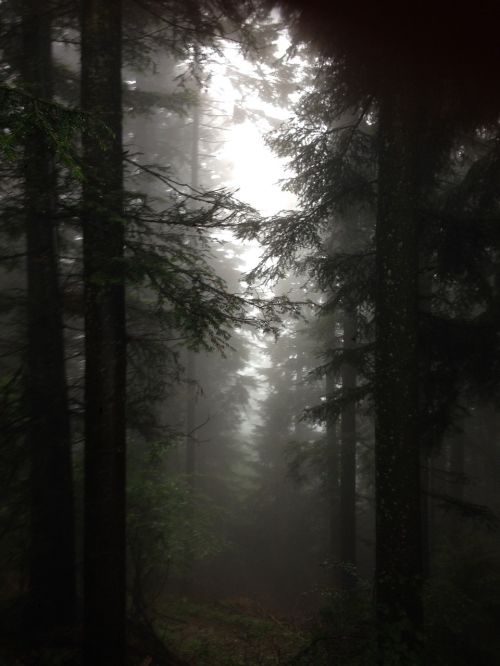 woods autumn fog