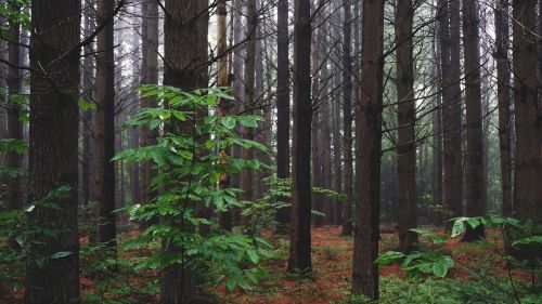 woods forest leaves