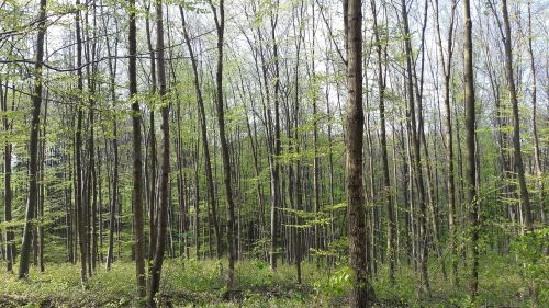 woods trees hike