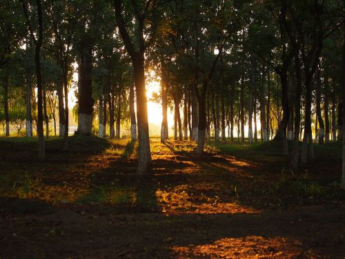 woods backlighting shade