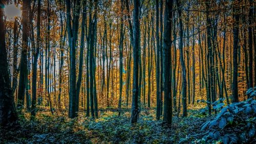 woods sunset landscape