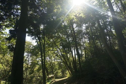 woods wood sun