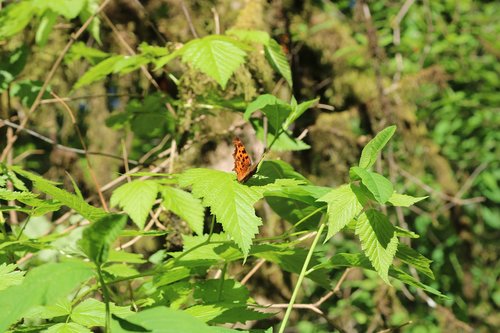 woods  butterfly  green