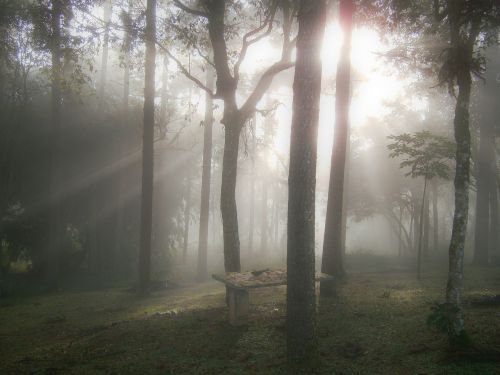 woods dawn ray of light