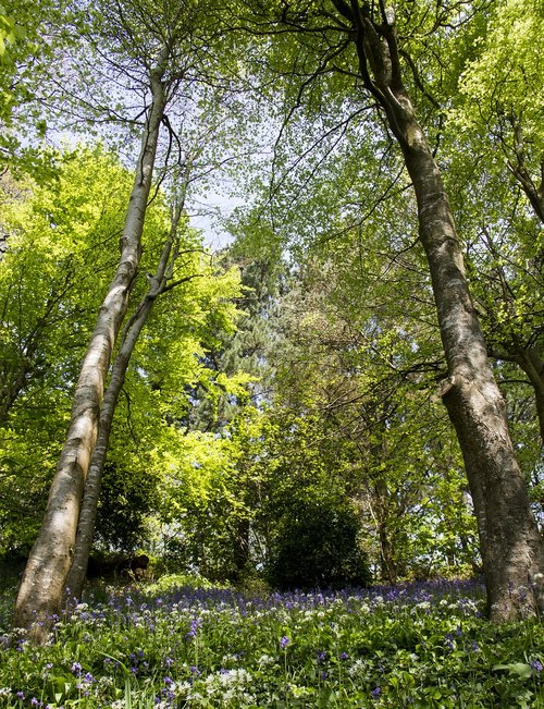 woods  trees  green