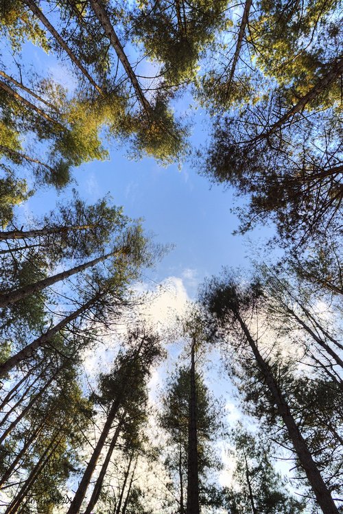 woods  trees  sky