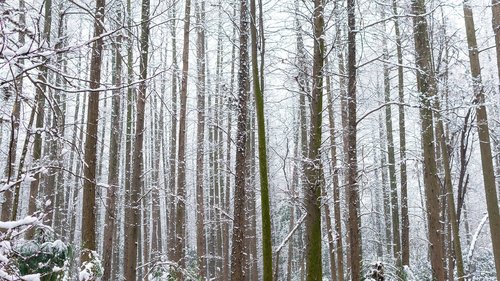 woods  arbor  winter