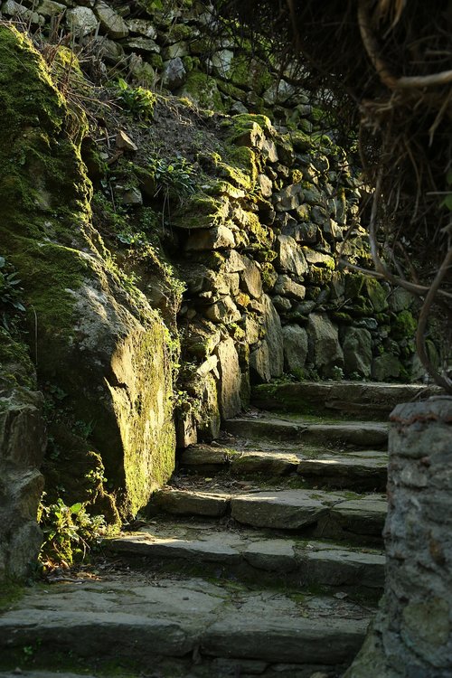 woods  forest  stone stairs