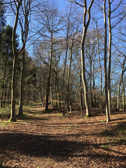 woods  woodland  path
