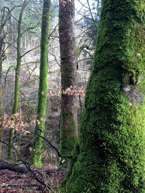 woods nature tree