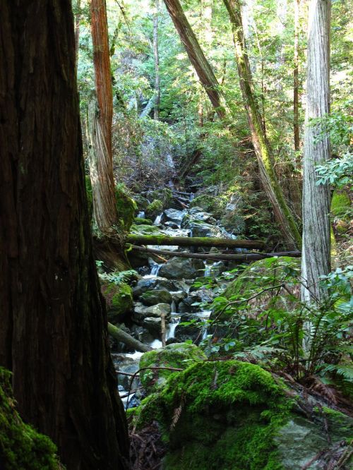 woods california stream