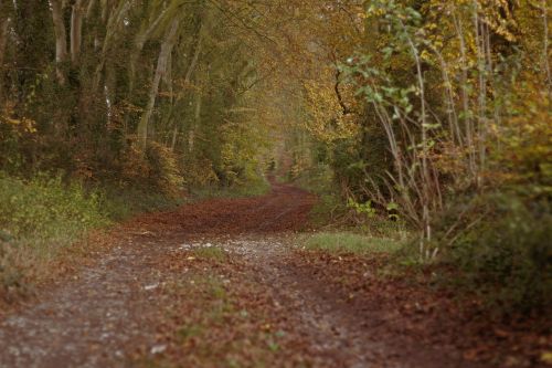 woods track autumn