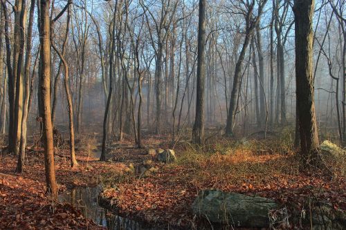 woods stream water