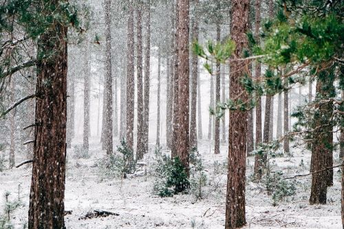 woods snowy trees