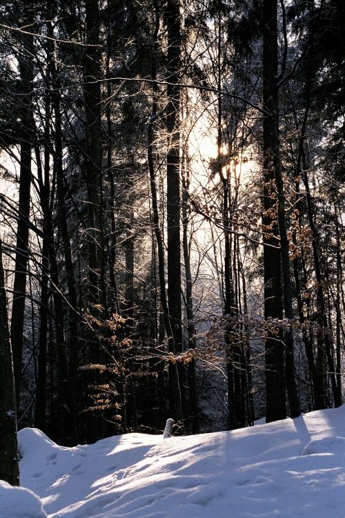 woods trees snow