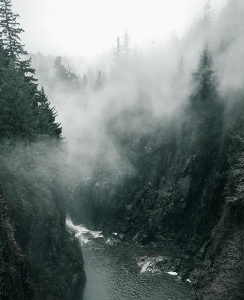 woods fog forest