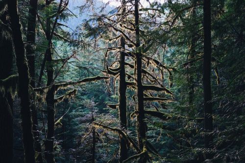 woods forest landscape
