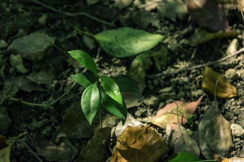 woods sapling cinnamomum camphora