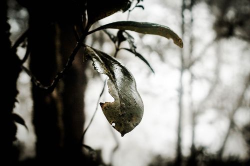 woods leaf forest