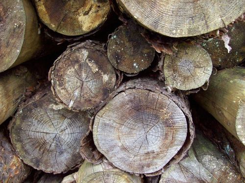 woodstack logs logpile