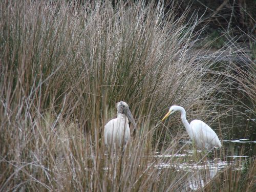 woodstork birds egret