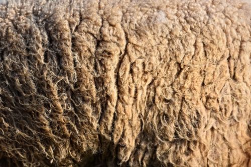 wool sheep's wool hair