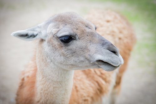 wool  lama  animal
