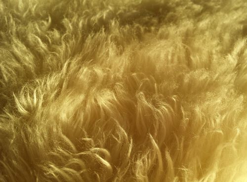 wool fur hair