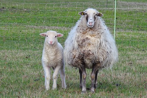 wool sheep  sheep  lamb
