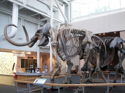 woolly mammoth prehistoric