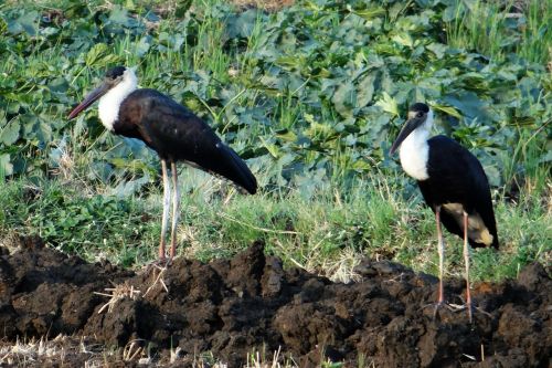 woolly-necked stork bishop stork white-necked stork