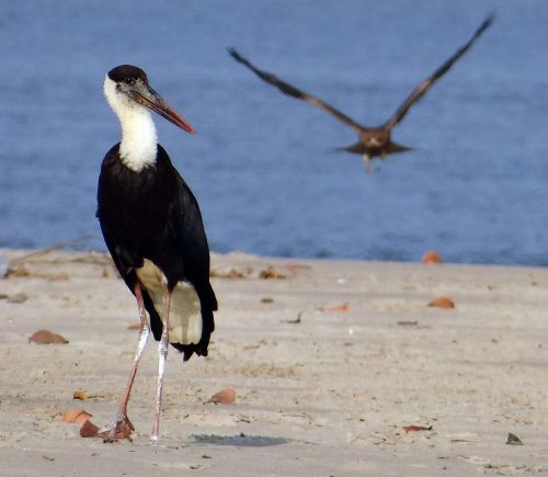 woolly-necked stork bishop stork white-necked stork