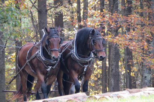 work horses farm animal horses