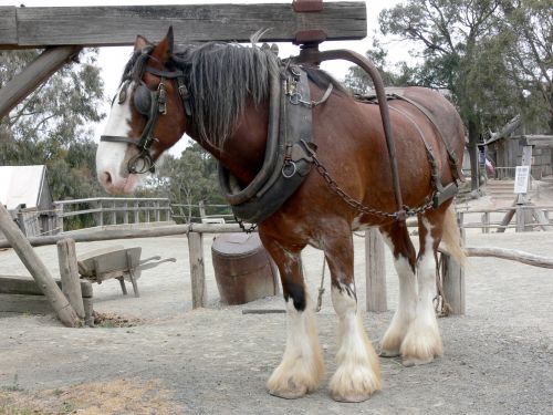 Working Shire Horse
