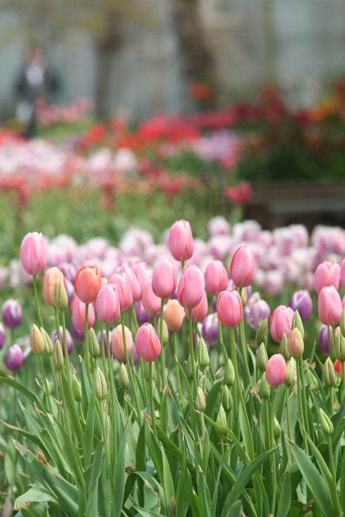 world flower botanical garden tulip flowers