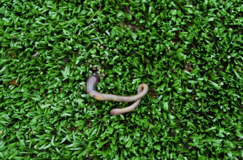 worm lawn nature