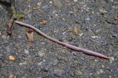 worm earthworm pink